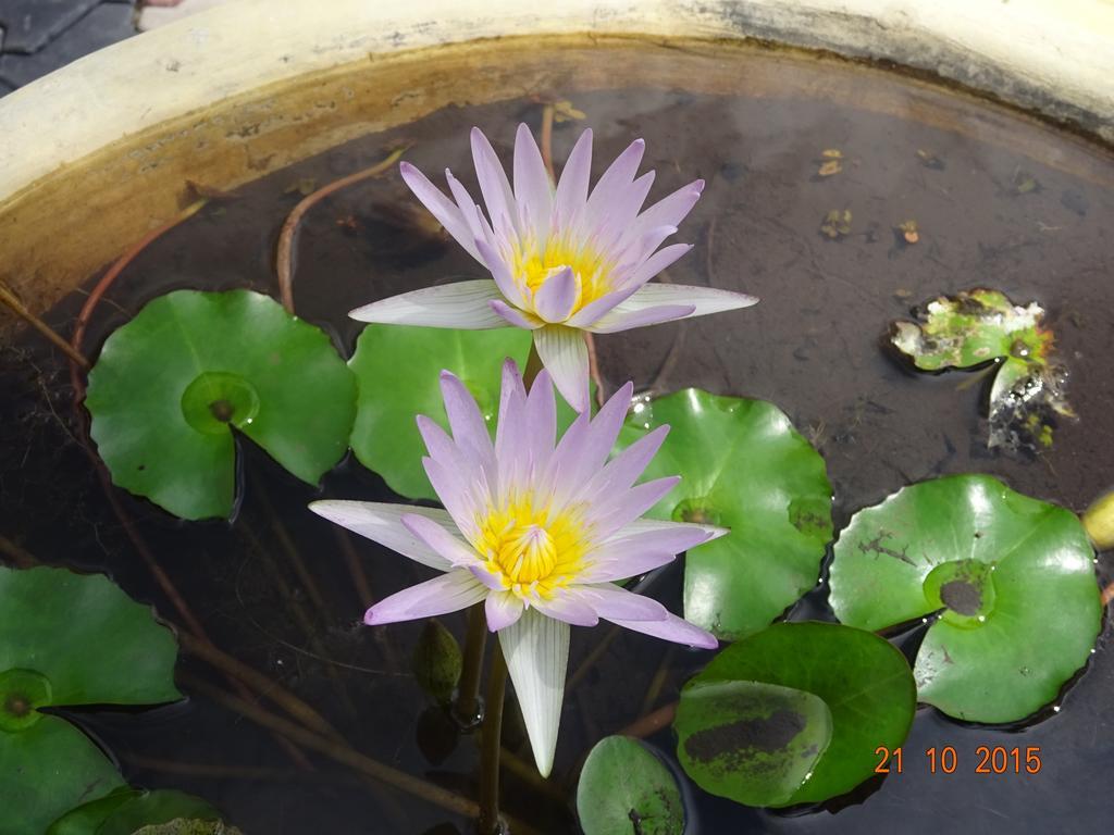Hilda Guest House Hikkaduwa Ngoại thất bức ảnh